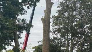 bomen rooien deventer populieren hoveniersbedrijf 