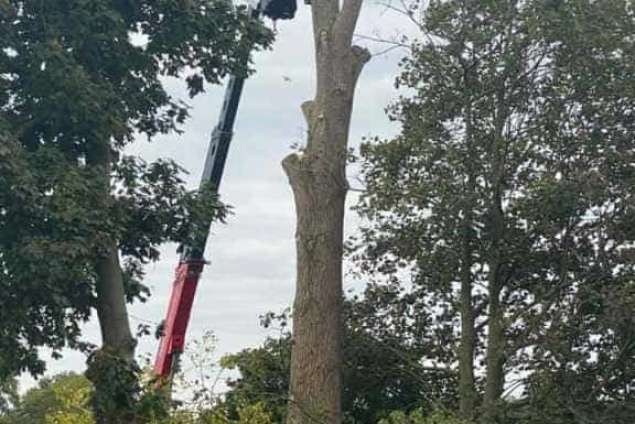 bomen rooien deventer populieren hoveniersbedrijf 