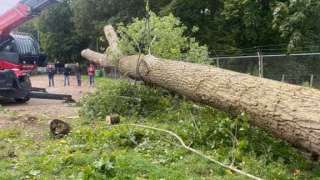 bomen rooien deventer populieren hoveniersbedrijf 