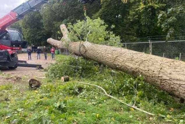 bomen rooien deventer populieren hoveniersbedrijf 