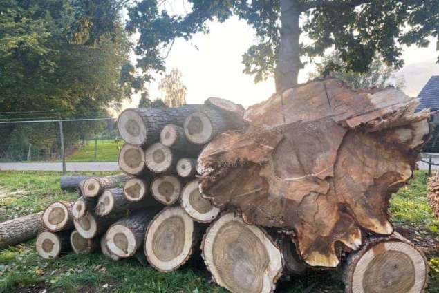 bomen rooien deventer populieren hoveniersbedrijf