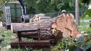 bomen rooien deventer populieren hoveniersbedrijf