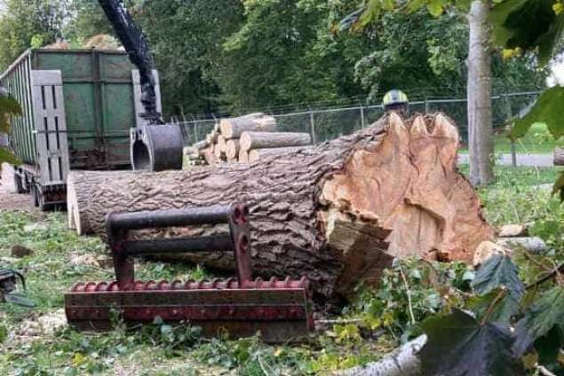 bomen rooien deventer populieren hoveniersbedrijf