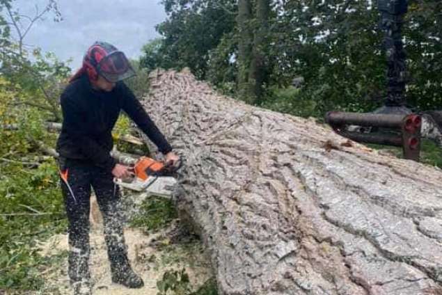 Bomen kappen Helmond