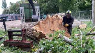 bomen rooien deventer populieren hoveniersbedrijf