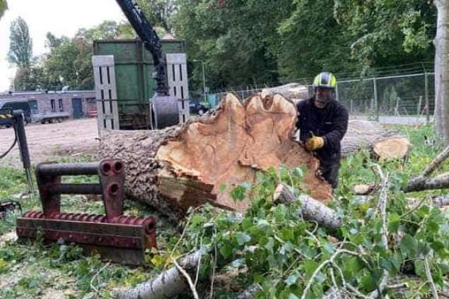 bomen rooien deventer populieren hoveniersbedrijf