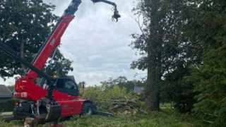 bomen rooien deventer populieren hoveniersbedrijf