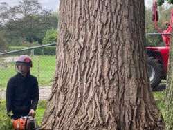 Bomen kappen Kruisland