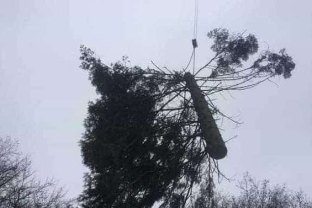 bomen rooien ede