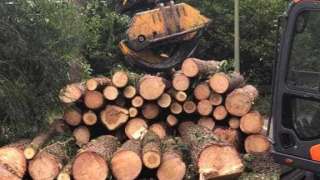 images/001-tuinaanleg-ettenleur/eerbeek/bomen-rooien-rond-om-huis-eerbeek-320x180-ee5