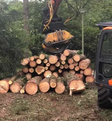 images/001-tuinaanleg-ettenleur/eerbeek/bomen-rooien-rond-om-huis-eerbeek-390x424-22e