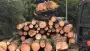 images/001-tuinaanleg-ettenleur/eerbeek/bomen-rooien-rond-om-huis-eerbeek-90x51-8db