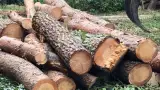 images/001-tuinaanleg-ettenleur/eerbeek/bomen-verwijderen-met-kraan-eerbeek-160x90-94a