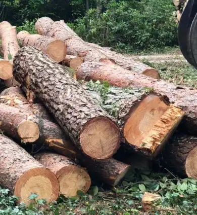 images/001-tuinaanleg-ettenleur/eerbeek/bomen-verwijderen-met-kraan-eerbeek-390x424-22e