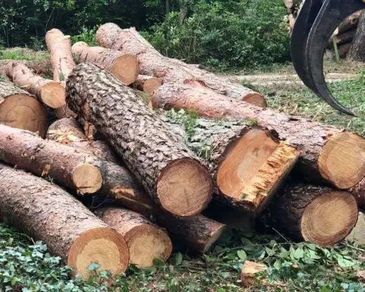 images/001-tuinaanleg-ettenleur/eerbeek/bomen-verwijderen-met-kraan-eerbeek-530x424-d70