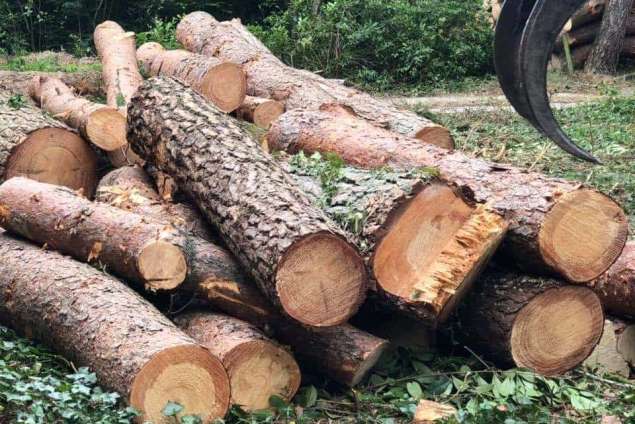 Verwijderen bomen eerbeek 