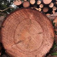 images/001-tuinaanleg-ettenleur/eerbeek/eerbeek-bomen-kappen-200x200-111