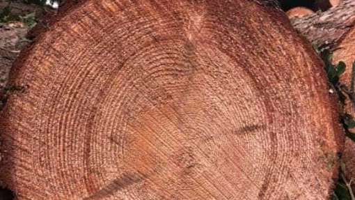 images/001-tuinaanleg-ettenleur/eerbeek/eerbeek-bomen-kappen-510x287-087
