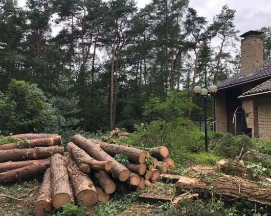 images/001-tuinaanleg-ettenleur/eerbeek/eerbeek-rooien-bomen-530x424-d70