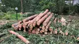 images/001-tuinaanleg-ettenleur/eerbeek/rooien-boom-eerbeek-160x90-94a