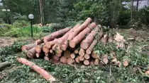 images/001-tuinaanleg-ettenleur/eerbeek/rooien-boom-eerbeek-210x118-db0