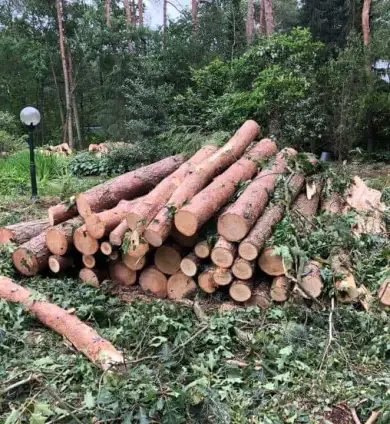 images/001-tuinaanleg-ettenleur/eerbeek/rooien-boom-eerbeek-390x424-22e