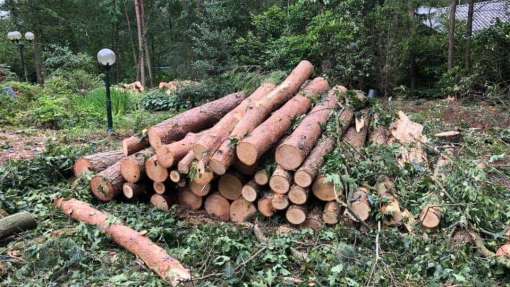 Verwijderen bomen eerbeek 