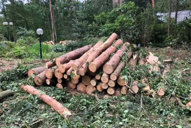 images/001-tuinaanleg-ettenleur/eerbeek/rooien-boom-eerbeek-635x424-086