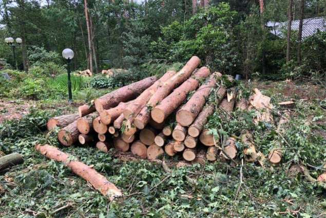 Verwijderen bomen eerbeek 