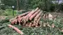 images/001-tuinaanleg-ettenleur/eerbeek/rooien-boom-eerbeek-90x51-8db
