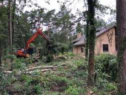 Bomen kappen Hollandsche Rading