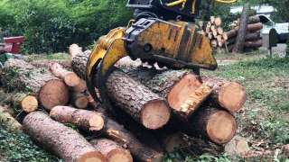 Verwijderen bomen eerbeek 