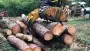 images/001-tuinaanleg-ettenleur/eerbeek/rooien-van-bomen-eerbeek-dennen-90x51-8db