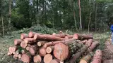 images/001-tuinaanleg-ettenleur/eerbeek/strom-bomen-rooien-eerbeek-160x90-94a