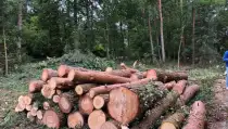 images/001-tuinaanleg-ettenleur/eerbeek/strom-bomen-rooien-eerbeek-210x119-47b