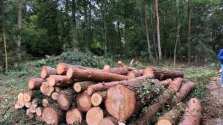 Verwijderen bomen eerbeek 