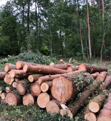 images/001-tuinaanleg-ettenleur/eerbeek/strom-bomen-rooien-eerbeek-390x424-22e