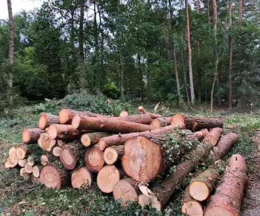 images/001-tuinaanleg-ettenleur/eerbeek/strom-bomen-rooien-eerbeek-510x424-fb3