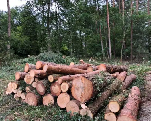 images/001-tuinaanleg-ettenleur/eerbeek/strom-bomen-rooien-eerbeek-530x424-d70