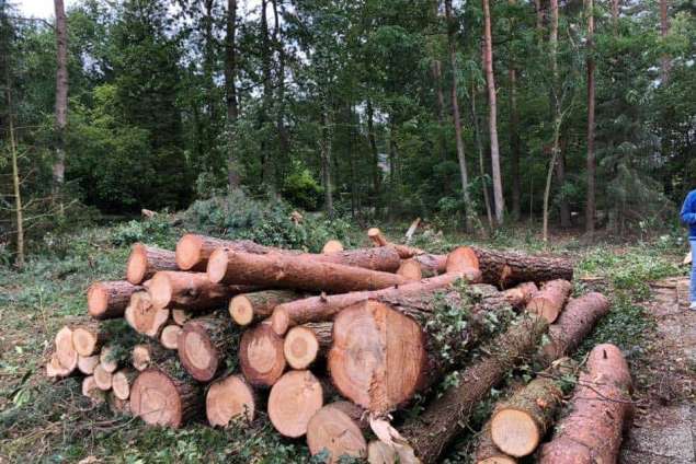 Verwijderen bomen eerbeek 