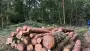 images/001-tuinaanleg-ettenleur/eerbeek/strom-bomen-rooien-eerbeek-90x51-8db