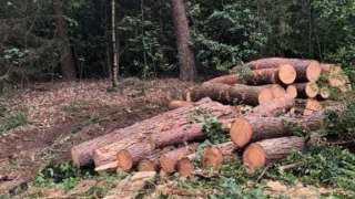 Verwijderen bomen eerbeek 