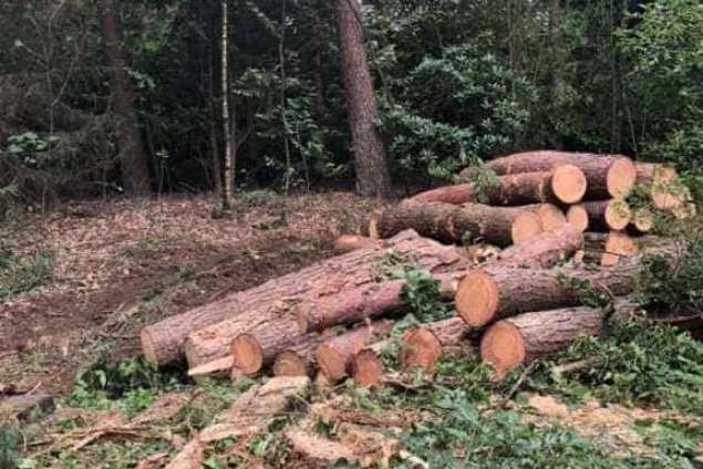 Verwijderen bomen eerbeek 