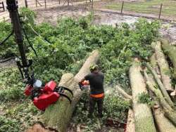 oss bomen kappen eikenprocessierups 