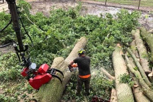 oss bomen kappen eikenprocessierups 