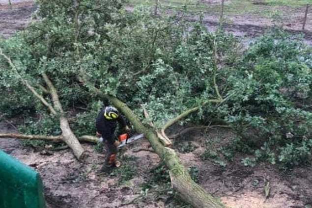 oss bomen kappen eikenprocessierups 