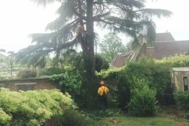 images/001-tuinaanleg-ettenleur/kosten-boom-kappen-Weert-635x424-9f7