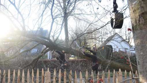 Bomen rooien in Philipine