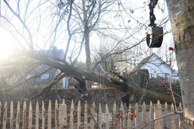 Bomen rooien in Philipine