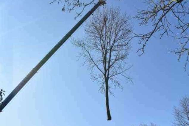 Bomen rooien in Philipine